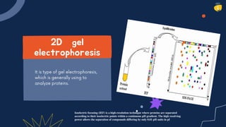Isoelectric focusing (IEF) is a high-resolution technique where proteins are separated
according to their isoelectric points within a continuous pH gradient. The high resolving
power allows the separation of compounds differing by only 0.01 pH units in pI
 