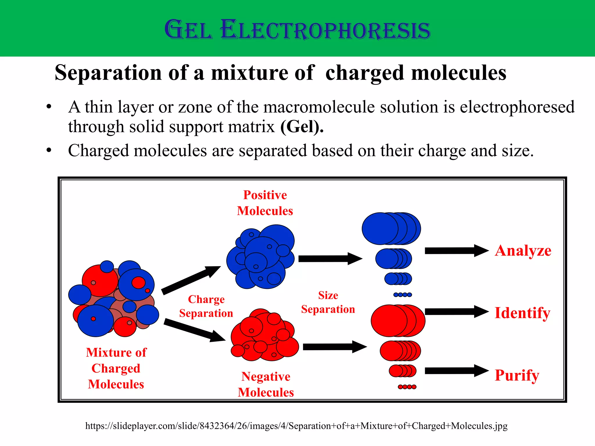 • A thin layer or zone of the macromolecule solution is electrophoresed
through solid support matrix (Gel).
• Charged molecules are separated based on their charge and size.
Charge
Separation
Size
Separation
Analyze
Identify
Purify
Mixture of
Charged
Molecules
Positive
Molecules
Negative
Molecules
Separation of a mixture of charged molecules
GEL ELECTROPHORESIS
https://slideplayer.com/slide/8432364/26/images/4/Separation+of+a+Mixture+of+Charged+Molecules.jpg
 