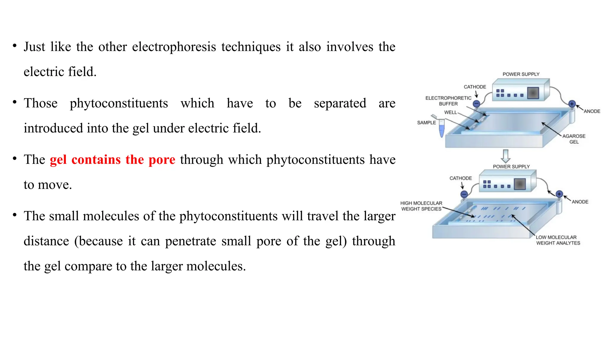 • Just like the other electrophoresis techniques it also involves the
electric field.
• Those phytoconstituents which have to be separated are
introduced into the gel under electric field.
• The gel contains the pore through which phytoconstituents have
to move.
• The small molecules of the phytoconstituents will travel the larger
distance (because it can penetrate small pore of the gel) through
the gel compare to the larger molecules.
 