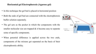 Horizontal gel Electrophoresis (Agarose gel)
• In this technique the gel bed is placed in horizontal position
• Both the ends of gel bed are connected with the electrophoresis
buffer solution separately.
• The gel acts as the pocket in which the components with the
smaller molecular size are trapped & it become easy to separate
some of specific components.
• When potential difference is applied across the two ends,
components of the mixture get separated on the basis of their
electrophoretic ability.
 