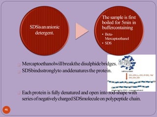Mercaptoethanolwillbreakthedisulphidebridges.
SDSbindsstronglyto anddenaturesthe protein.
Eachprotein is fullydenatured and open into rod-shapewith
seriesofnegativelychargedSDSmoleculeonpolypeptide chain.
SDSisananionic
detergent.
The sample is first
boiled for 5min in
buffercontaining
• Beta-
Mercaptoethanol
• SDS
46
 