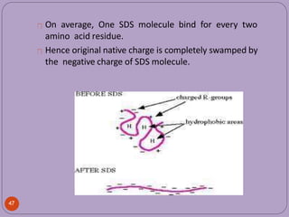 On average, One SDS molecule bind for every two
amino acid residue.
Hence original native charge is completely swamped by
the negative charge of SDS molecule.
47
 