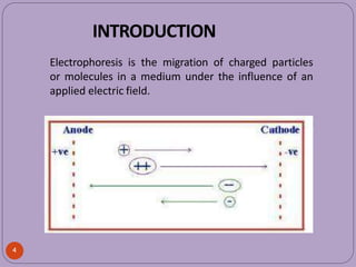INTRODUCTION
Electrophoresis is the migration of charged particles
or molecules in a medium under the influence of an
applied electric field.
4
 