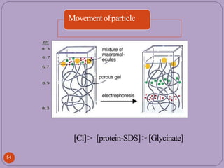 Movementofparticle
[Cl]> [protein-SDS]> [Glycinate]
54
 