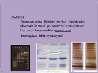 STAINING:
Fluorescentstains- Ethidiumbromide – Nucleicacids
Silverstainfor proteingel(sensitive50timesdyebased)
Dyebased– Coomassieblue–protein band
Trackingdyes– BPB>xylenecyanol
 