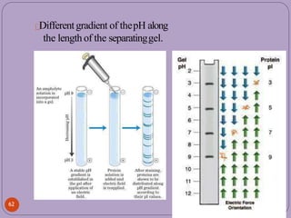 Different gradient of thepH along
the length of the separatinggel.
62
 