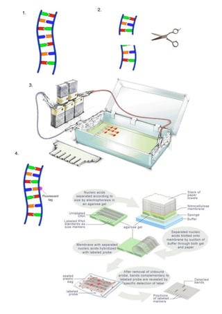 Electrophoresis Reading Images