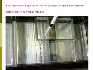 The instrument being used to load the samples is called a Micropipettor
and can pipette very small volumes
 