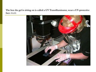 The box the gel is sitting on is called a UV Transilluminator, wear a UV-protective
face shield.
 