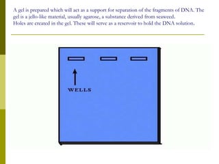 A gel is prepared which will act as a support for separation of the fragments of DNA. The
gel is a jello-like material, usually agarose, a substance derived from seaweed.
Holes are created in the gel. These will serve as a reservoir to hold the DNA solution.
 