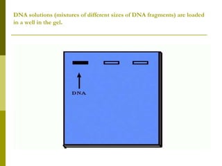 DNA solutions (mixtures of different sizes of DNA fragments) are loaded
in a well in the gel.
 