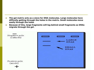  The gel matrix acts as a sieve for DNA molecules. Large molecules have
difficulty getting through the holes in the matrix. Small molecules move
easily through the holes
 Because of this, large fragments will lag behind small fragments as DNAs
migrate through the gel .
 