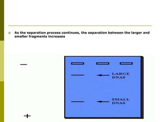  As the separation process continues, the separation between the larger and
smaller fragments increases
 