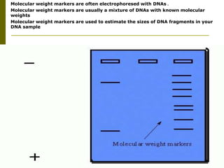  Molecular weight markers are often electrophoresed with DNAs .
 Molecular weight markers are usually a mixture of DNAs with known molecular
weights
 Molecular weight markers are used to estimate the sizes of DNA fragments in your
DNA sample
 