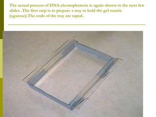 The actual process of DNA electrophoresis is again shown in the next few
slides .The first step is to prepare a tray to hold the gel matrix
(agarose).The ends of the tray are taped.
 