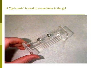 A "gel comb" is used to create holes in the gel.
 