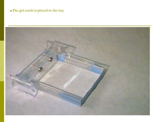 The gel comb is placed in the tray.
 
