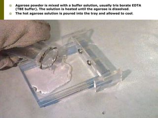  Agarose powder is mixed with a buffer solution, usually tris borate EDTA
(TBE buffer). The solution is heated until the agarose is dissolved.
 The hot agarose solution is poured into the tray and allowed to cool.
 