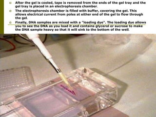  After the gel is cooled, tape is removed from the ends of the gel tray and the
gel tray is placed in an electrophoresis chamber.
 The electrophoresis chamber is filled with buffer, covering the gel. This
allows electrical current from poles at either end of the gel to flow through
the gel.
 Finally, DNA samples are mixed with a "loading dye". The loading dye allows
you to see the DNA as you load it and contains glycerol or sucrose to make
the DNA sample heavy so that it will sink to the bottom of the well.
 