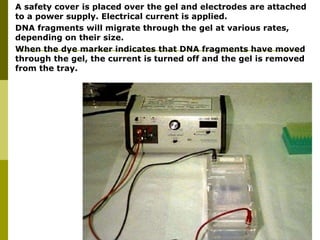  A safety cover is placed over the gel and electrodes are attached
to a power supply. Electrical current is applied.
 DNA fragments will migrate through the gel at various rates,
depending on their size.
 When the dye marker indicates that DNA fragments have moved
through the gel, the current is turned off and the gel is removed
from the tray.
 
