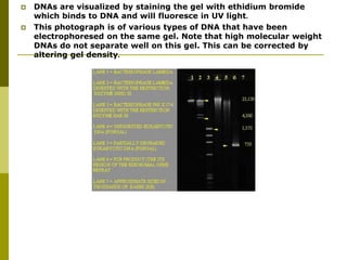  DNAs are visualized by staining the gel with ethidium bromide
which binds to DNA and will fluoresce in UV light.
 This photograph is of various types of DNA that have been
electrophoresed on the same gel. Note that high molecular weight
DNAs do not separate well on this gel. This can be corrected by
altering gel density.
 
