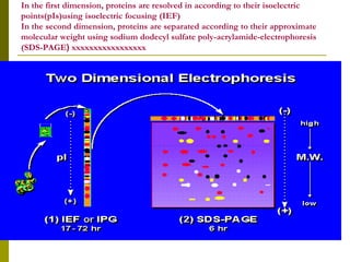 In the first dimension, proteins are resolved in according to their isoelectric
points(pIs)using isoelectric focusing (IEF)
In the second dimension, proteins are separated according to their approximate
molecular weight using sodium dodecyl sulfate poly-acrylamide-electrophoresis
(SDS-PAGE( xxxxxxxxxxxxxxxxx
 