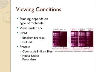 Comprehensive Overview of Gel Electrophoresis Techniques and ...