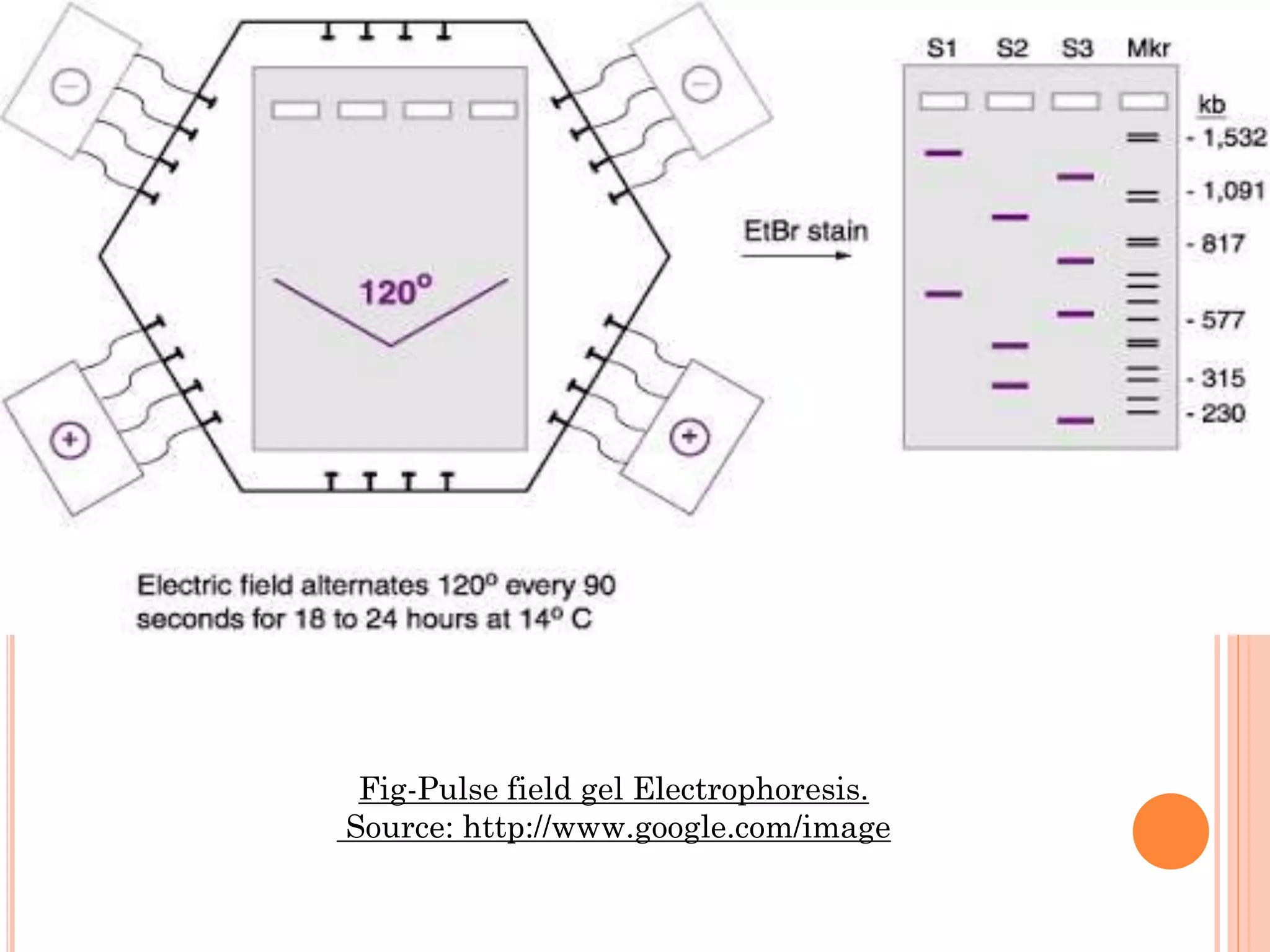 Fig-Pulse field gel Electrophoresis.
Source: http://www.google.com/image
 