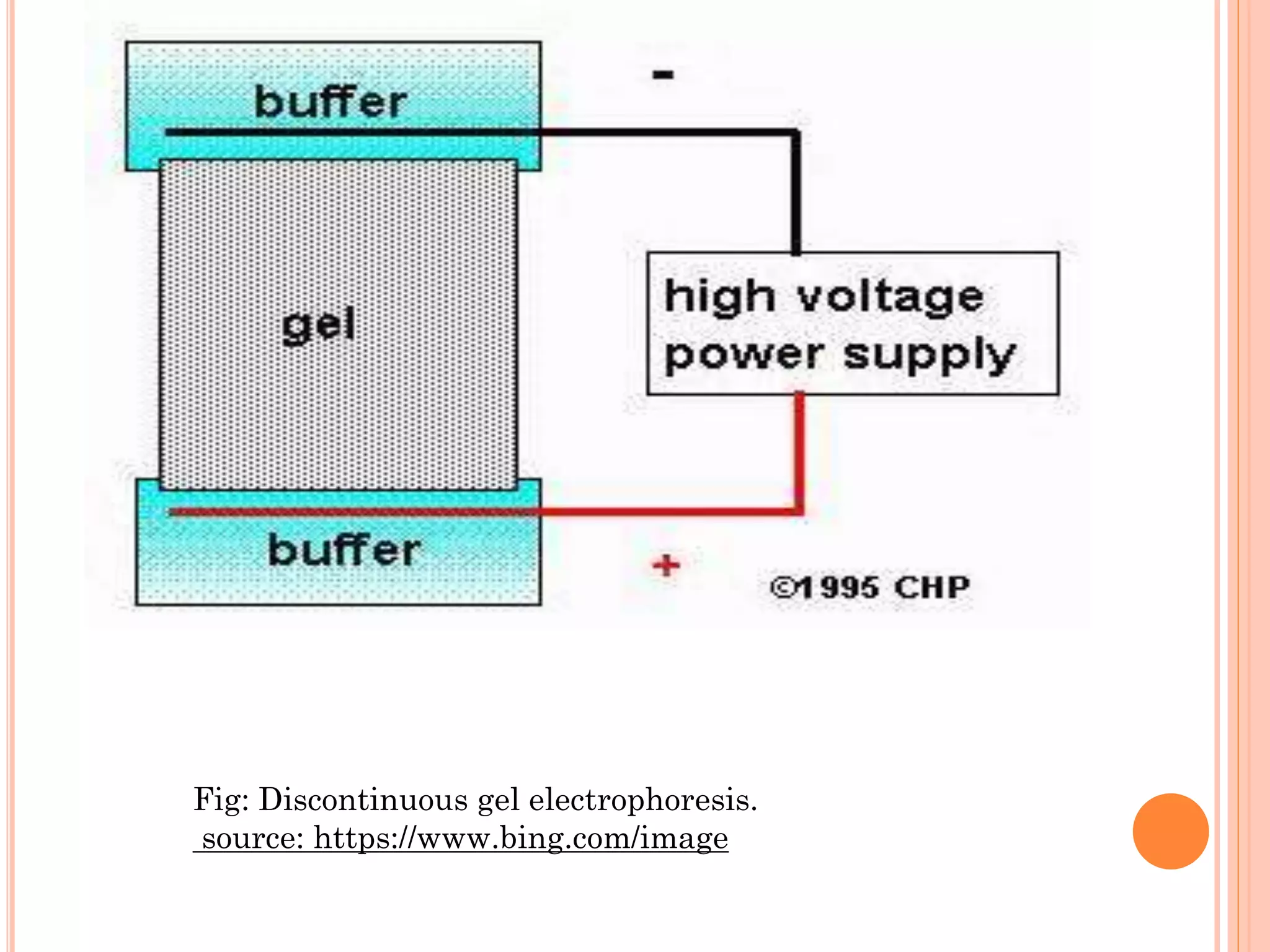 Fig: Discontinuous gel electrophoresis.
source: https://www.bing.com/image
 