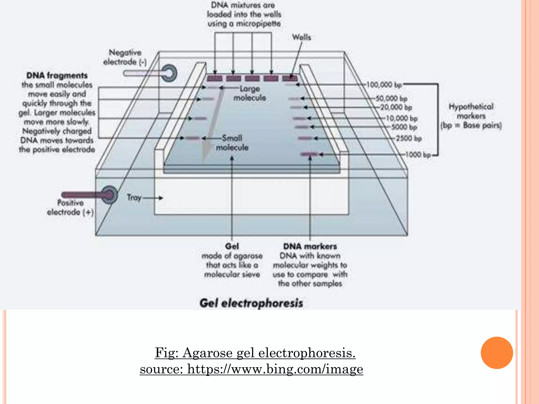 Fig: Agarose gel electrophoresis.
source: https://www.bing.com/image
 
