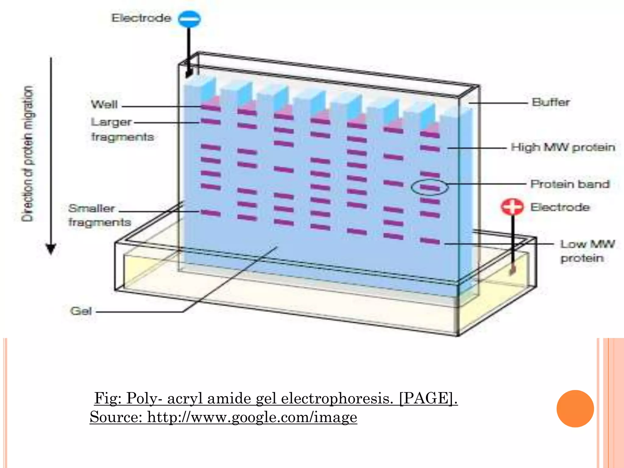 Fig: Poly- acryl amide gel electrophoresis. [PAGE].
Source: http://www.google.com/image
 