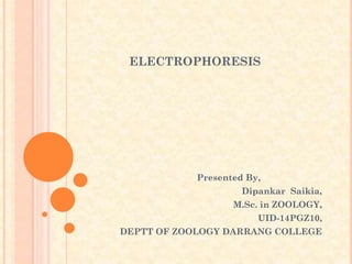 ELECTROPHORESIS
Presented By,
Dipankar Saikia,
M.Sc. in ZOOLOGY,
UID-14PGZ10,
DEPTT OF ZOOLOGY DARRANG COLLEGE
 