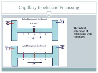Capillary Isoelectric Focussing
              34




                            Theoretical
                            separation of
                            compounds with
                            varying pI
 