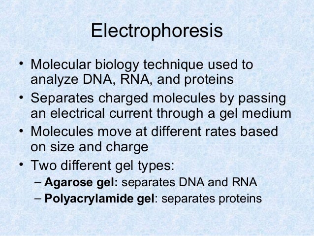 gel electrophoresis lab gel electrophoresis lab