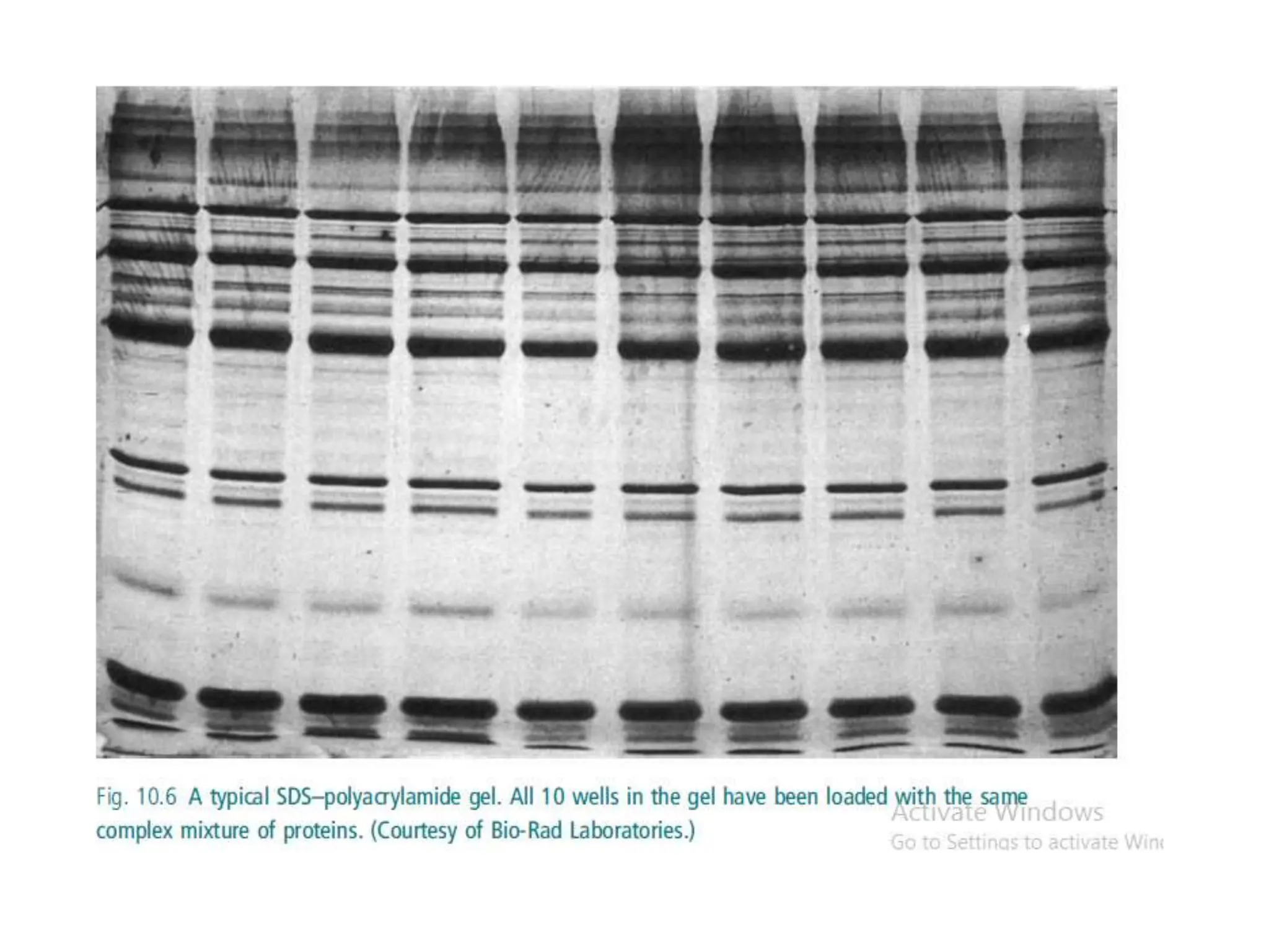 Electrophoresis ppt.pptx