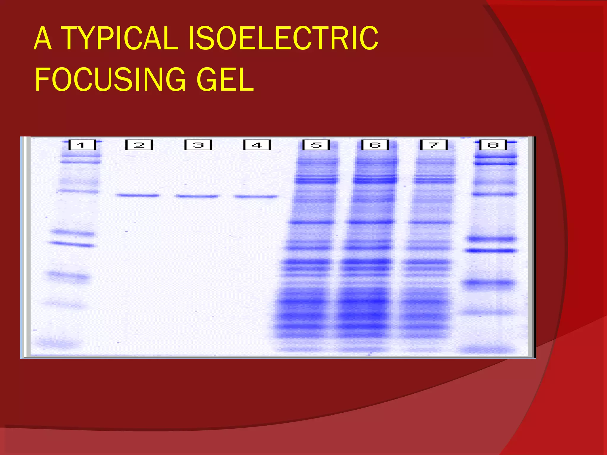 A TYPICAL ISOELECTRIC
FOCUSING GEL

 