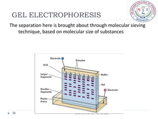 GEL ELECTROPHORESIS
The separation here is brought about through molecular sieving
    technique, based on molecular size of substances




 34                          sudheerkumar kamarapu
 