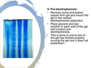 3- Pre-electrophoresis:
• Remove comb and bottom
spacer from gel and mount the
gel in the vertical
electrophoresis apparatus.
• Place glycerol and dye
solution in each well of the gel
and conduct pre-
electrophoresis.
• This is done to just to see of
the gel has formed properly,
rununig the gel one it does not
breakdown.
 