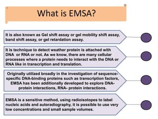 What is EMSA?
It is also known as Gel shift assay or gel mobility shift assay,
band shift assay, or gel retardation assay.
It is technique to detect weather protein is attached with
DNA or RNA or not. As we know, there are many cellular
processes where a protein needs to interact with the DNA or
RNA like in transcription and translation.
Originally utilized broadly in the investigation of sequence-
specific DNA-binding proteins such as transcription factors,
EMSA has been additionally developed to explore DNA-
protein interactions, RNA- protein interactions.
EMSA is a sensitive method, using radioisotopes to label
nucleic acids and autoradiography, it is possible to use very
low concentrations and small sample volumes.
 