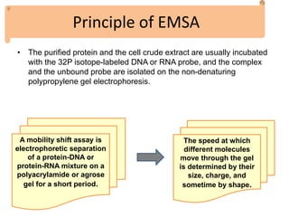 Principle of EMSA
• The purified protein and the cell crude extract are usually incubated
with the 32P isotope-labeled DNA or RNA probe, and the complex
and the unbound probe are isolated on the non-denaturing
polypropylene gel electrophoresis.
A mobility shift assay is
electrophoretic separation
of a protein-DNA or
protein-RNA mixture on a
polyacrylamide or agrose
gel for a short period.
The speed at which
different molecules
move through the gel
is determined by their
size, charge, and
sometime by shape.
 