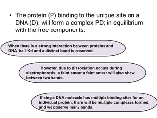 • The protein (P) binding to the unique site on a
DNA (D), will form a complex PD; in equilibrium
with the free components.
When there is a strong interaction between proteins and
DNA ka ≥ Kd and a distinct band is observed.
However, due to dissociation occurs during
electrophoresis, a faint smear a faint smear will also show
between two bands.
If single DNA molecule has multiple binding sites for an
individual protein, there will be multiple complexes formed,
and we observe many bands.
 