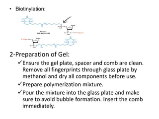 • Biotinylation:
2-Preparation of Gel:
Ensure the gel plate, spacer and comb are clean.
Remove all fingerprints through glass plate by
methanol and dry all components before use.
Prepare polymerization mixture.
Pour the mixture into the glass plate and make
sure to avoid bubble formation. Insert the comb
immediately.
 