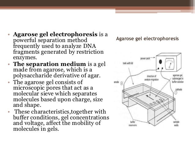 Dna gel electrophoresis protocol image