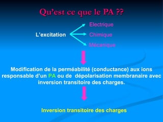 Qu’est ce que le PA ??
                                Electrique
            L’excitation        Chimique
                                Mécanique



   Modification de la perméabilité (conductance) aux ions
responsable d’un PA ou de dépolarisation membranaire avec
              inversion transitoire des charges.




              Inversion transitoire des charges
 