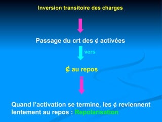 Inversion transitoire des charges




        Passage du crt des ¢ activées
                          vers


                  ¢ au repos



Quand l’activation se termine, les ¢ reviennent
lentement au repos : Repolarisation
 