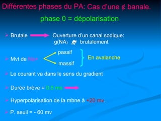 Différentes phases du PA: Cas d’une ¢ banale.
               phase 0 = dépolarisation

 Brutale              Ouverture d’un canal sodique:
                       g(NA)      brutalement
                         passif
 Mvt de Na+                         En avalanche
                         massif
 Le courant va dans le sens du gradient

 Durée brève = 0.5 ms

 Hyperpolarisation de la mbne à +20 mv.

 P. seuil = - 60 mv
 