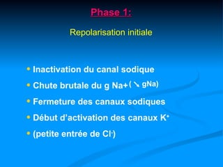 Phase 1:
          Repolarisation initiale



• Inactivation du canal sodique
• Chute brutale du g Na+ ( gNa)
• Fermeture des canaux sodiques
• Début d’activation des canaux K+
• (petite entrée de Cl-)
 