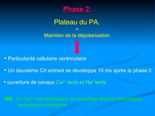Phase 2:
                        Plateau du PA.
                                 =
                   Maintien de la dépolarisation



• Particularité cellulaire ventriculaire
• Un deuxième Crt entrant se developpe 10 ms après la phase 0
• ouverture de canaux Ca2+ lents et Na+ lents.

NB: Le Ca²+ est nécessaire au couplage électro-mécanique
     excitation-contraction.
 
