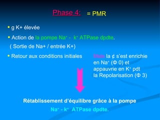 Phase 4: = PMR

• g K+ élevée
• Action de la pompe Na+ -   k+ ATPase dpdte.
 ( Sortie de Na+ / entrée K+)
• Retour aux conditions initiales   Mais la ¢ s’est enrichie
                                    en Na+ (Φ 0) et
                                    appauvrie en K+ pdt
                                    la Repolarisation (Φ 3)



       Rétablissement d’équilibre grâce à la pompe
                   Na+ - k+ ATPase dpdte.
 