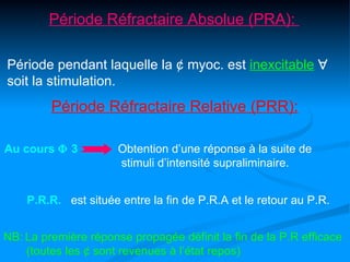Période Réfractaire Absolue (PRA):

Période pendant laquelle la ¢ myoc. est inexcitable ∀
soit la stimulation.
         Période Réfractaire Relative (PRR):

Au cours Φ 3          Obtention d’une réponse à la suite de
                      stimuli d’intensité supraliminaire.


    P.R.R. est située entre la fin de P.R.A et le retour au P.R.


NB: La première réponse propagée définit la fin de la P.R efficace
    (toutes les ¢ sont revenues à l’état repos)
 
